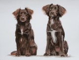 Nicky en Jody, 30x40 cm