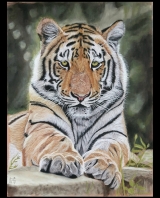 Tijger in pastel, large. Te koop, €250,-.